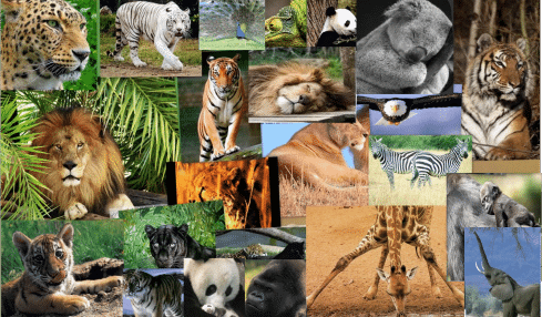 Día Mundial de los Animales