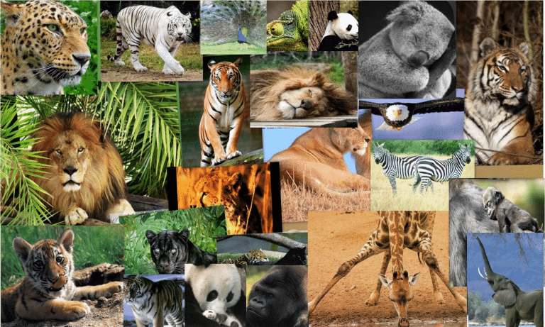 Día Mundial de los Animales