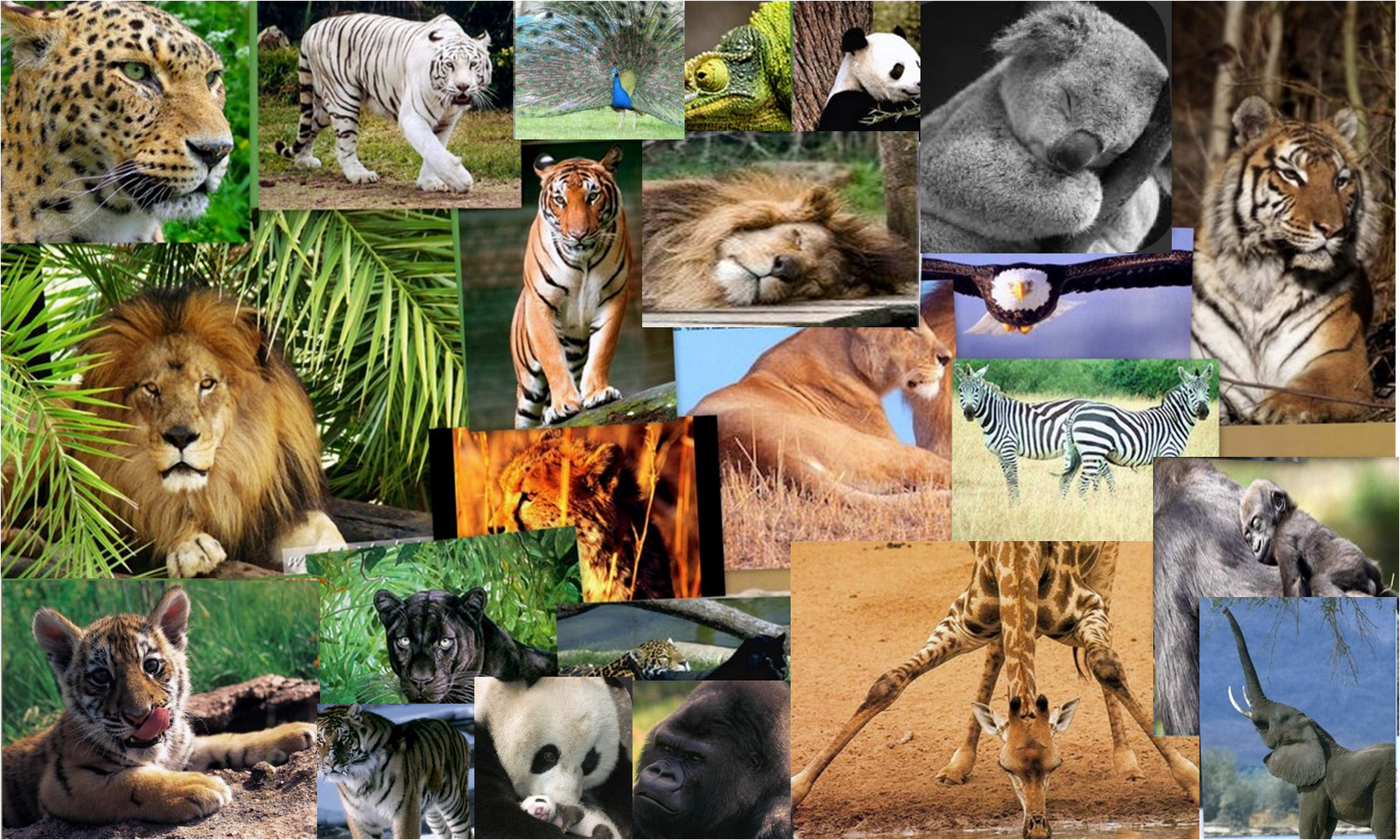 Разно и многообразие. Животные коллаж. Много видов животных. Разнообразие видов животных. Дикие животные коллаж.