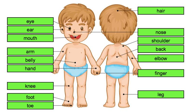 Juegos Cuerpo Humano 