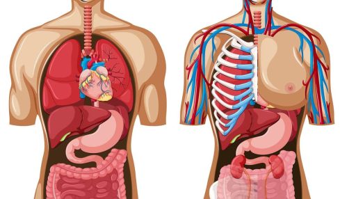 libros cuerpo humano