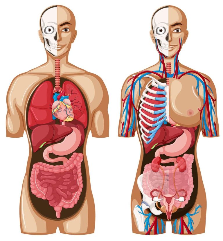 libros cuerpo humano