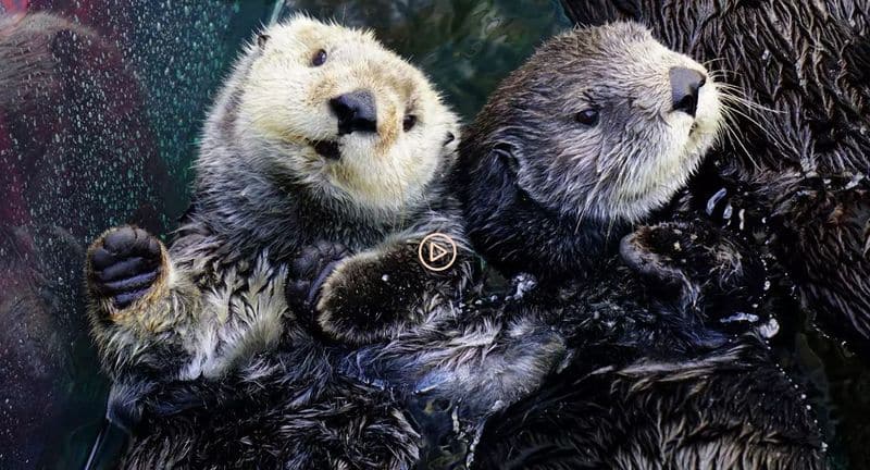 Monterey Bay Aquarium 