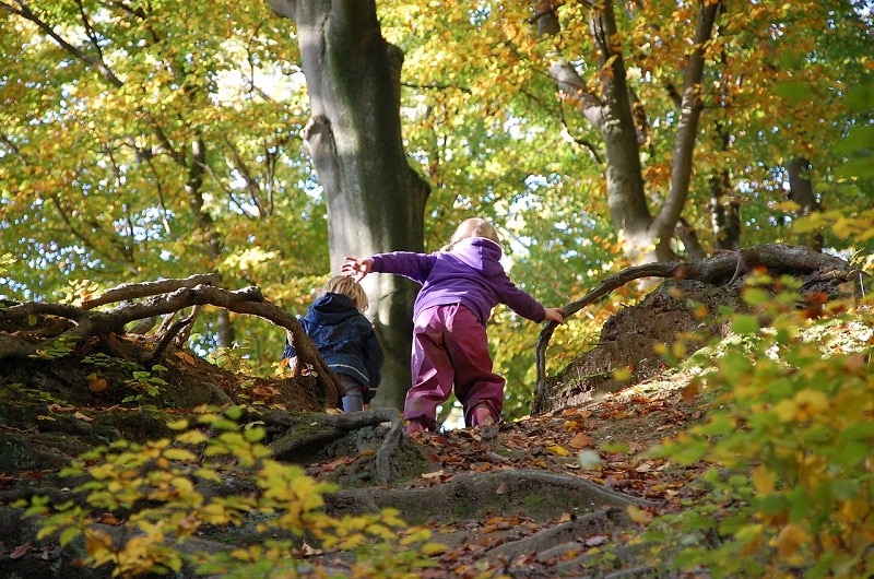 Proyecto Bosque