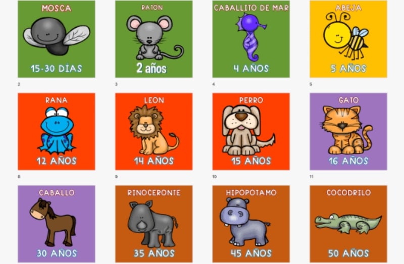 23 tarjetas animales