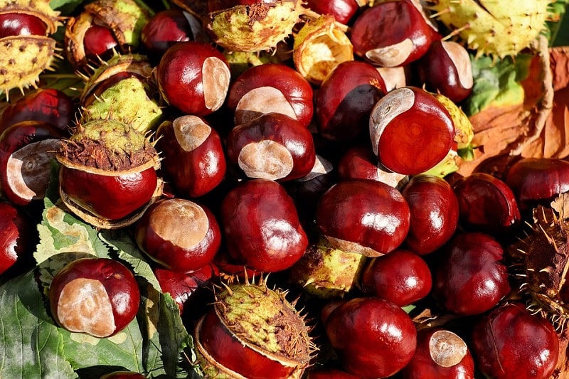Castañas ideas y juegos para el otoño