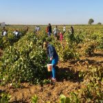 vendimia en infantil