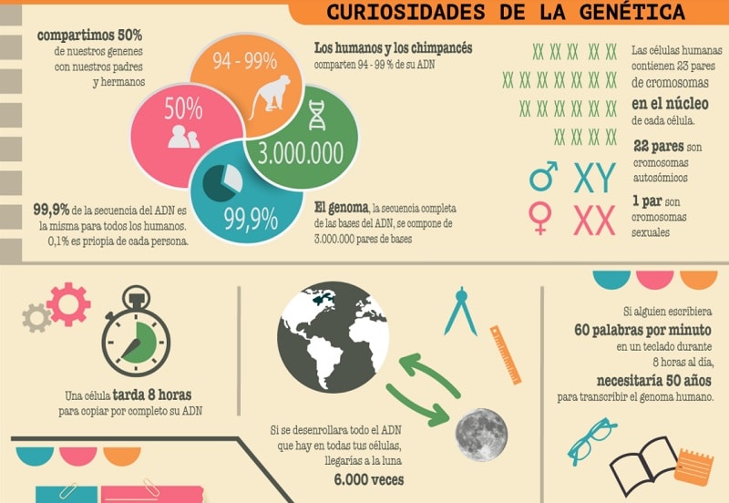 adn INFOGRAFÃA