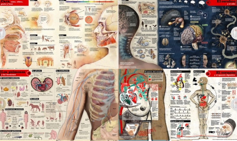 Cuerpo Humano Infografías Biología 