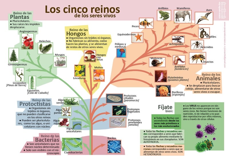 Los cinco reinos de los seres vivos InfografÃ­as BiologÃ­a