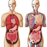 apps anatomía