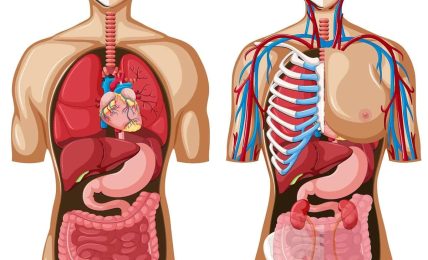 apps anatomía