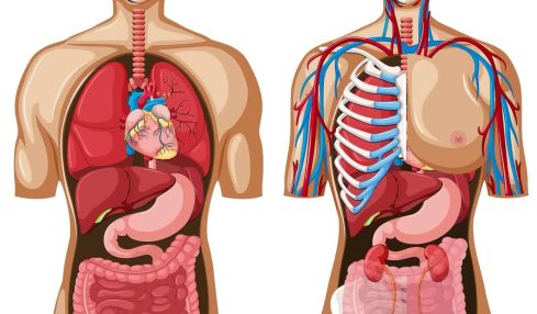apps anatomía