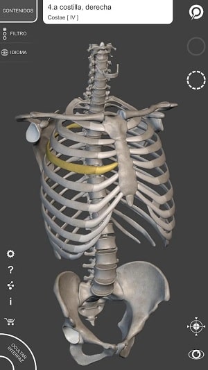 Esqueleto Anatomía 3D aplicaciones anatomía