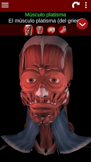 Sistema muscular app 