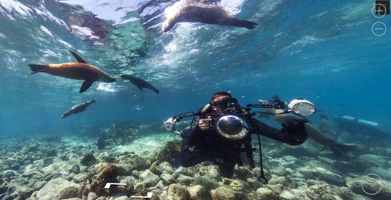 Buceando con tiburones.