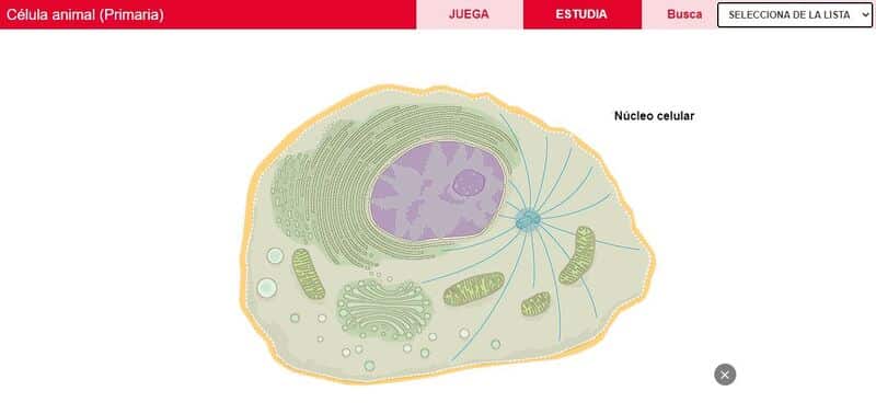 Juego de la célula