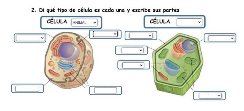 Ejercicios interactivos para estudiar las células