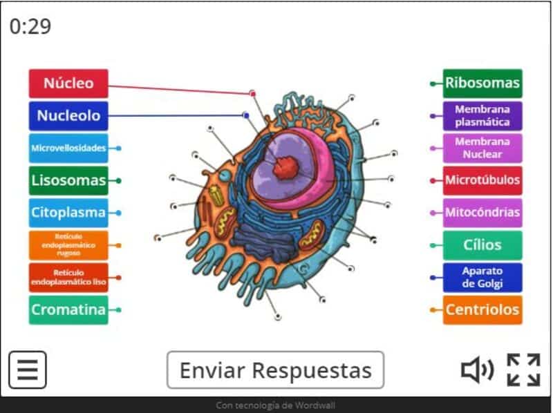 Juego Interactivo Para Estudiar Las Células