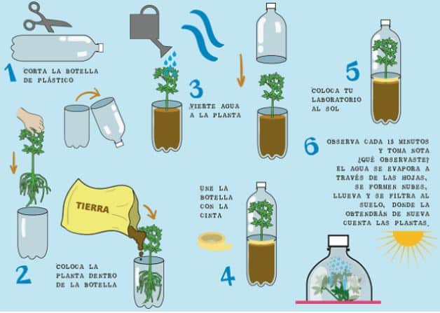 Experimento sobre el ciclo del agua y los arboles