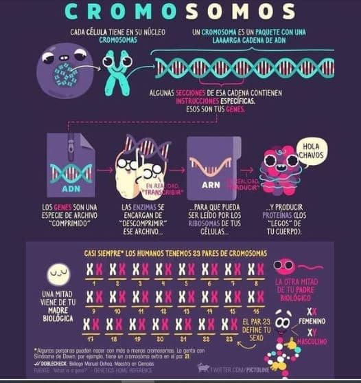 Infografía De Cromosomas