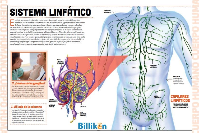 Infografía Del Sistema Linfático