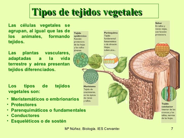 Infografía del reino vegetal