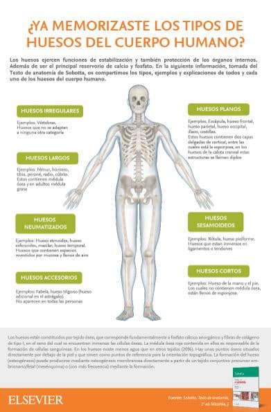 Infografía De Los Tipos De Huesos Del Cuerpo Humano