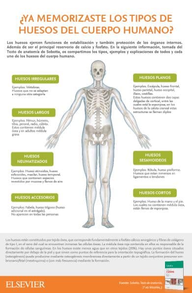 Infografía de los tipos de huesos del cuerpo humano