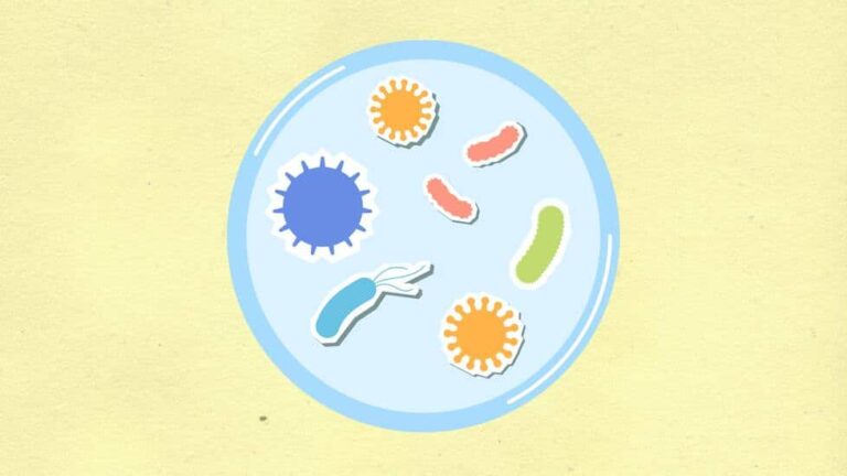 Flashcards para estudiar Biología