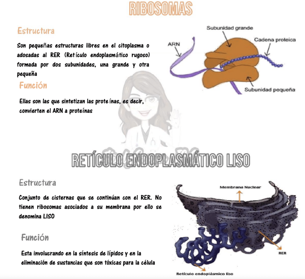 Tarjetas didácticas sobre las partes de la célula 