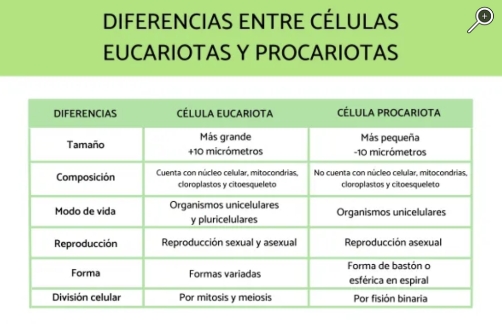 Diferencia Entre Células Eucariotas Y Procariotas