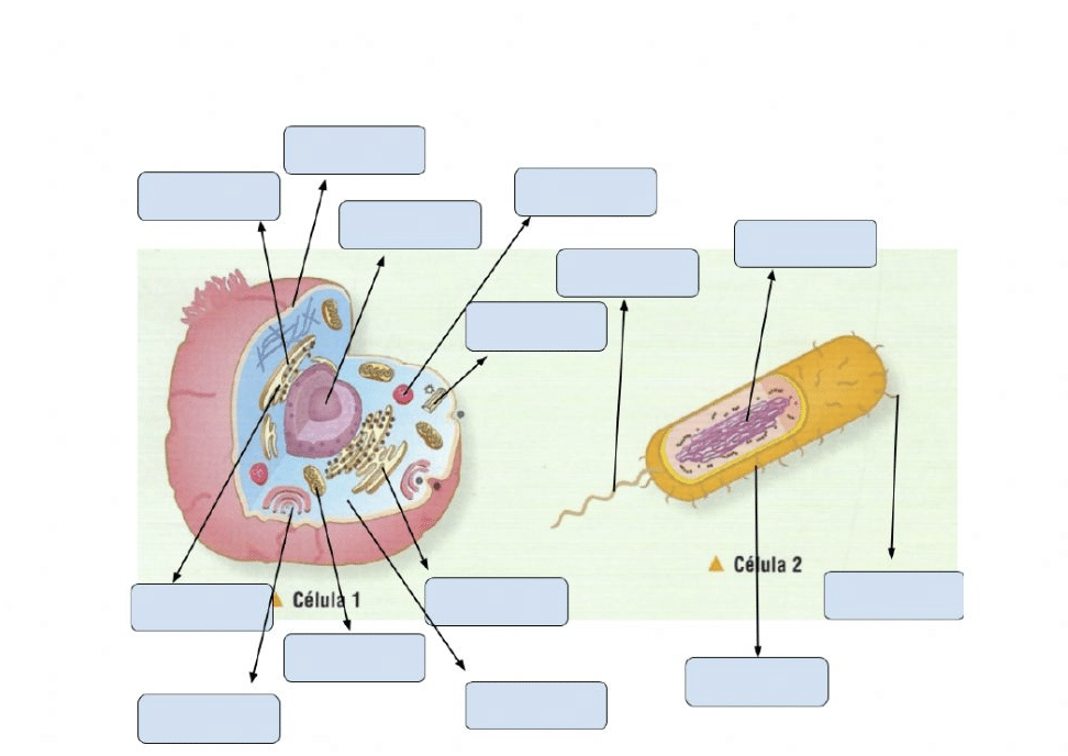 Ejercicio Interactivo Sobre Las Partes De La Células Eucariotas Y Procariotas