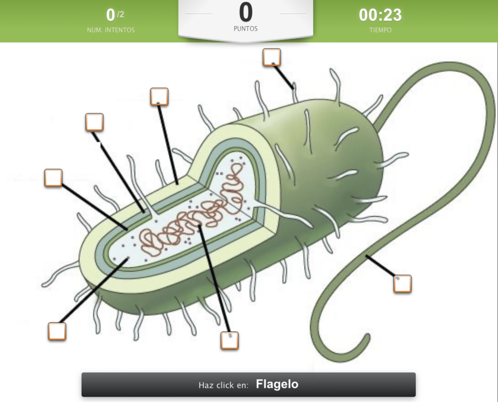 Juego: las partes de la célula procariota
