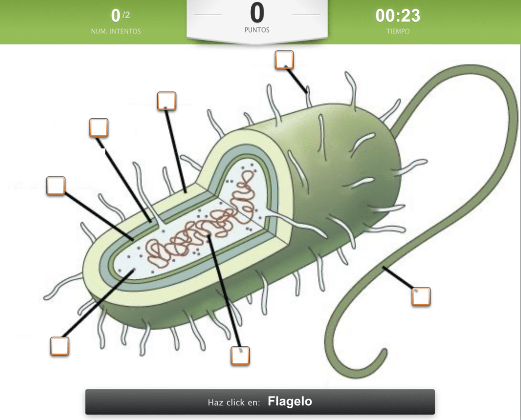 Juego: Las Partes De La Célula Procariota