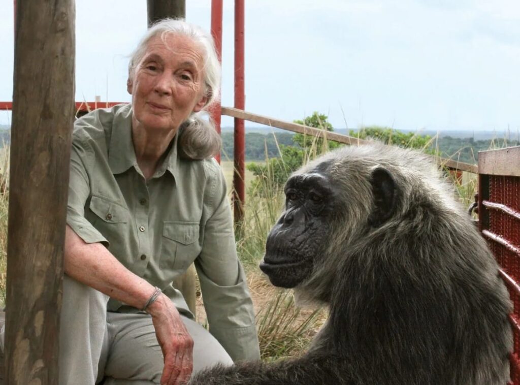 Jane Goodall