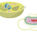 recursos celula eucariota y provariota 1