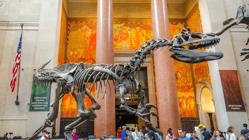 American Museum Of Natural History, Nueva York