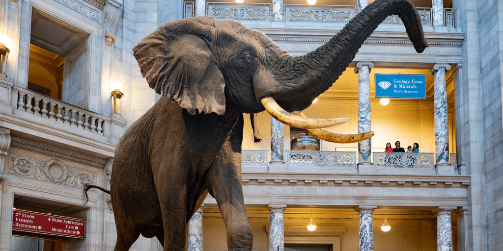 Smithsonian National Museum Of Natural History, Washington