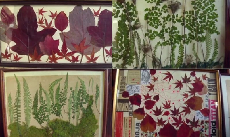 Collage Vegetal Manualidades Con Hojas