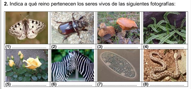 Aprender Los 5 Reinos Biología