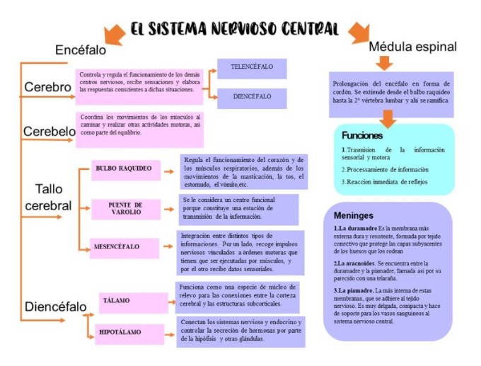 Cuadros Sinópticos