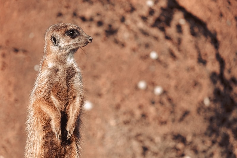Documentales sobre animales