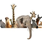 Documentales sobre animales