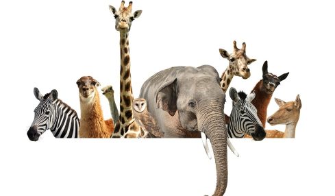 Documentales sobre animales