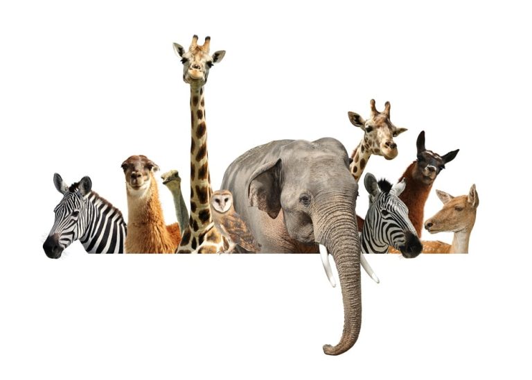 Documentales sobre animales