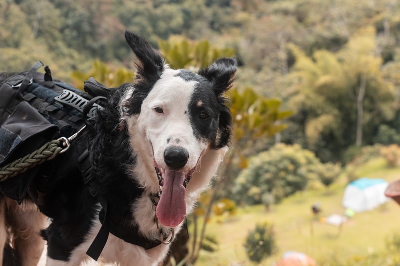 Documentales sobre animales