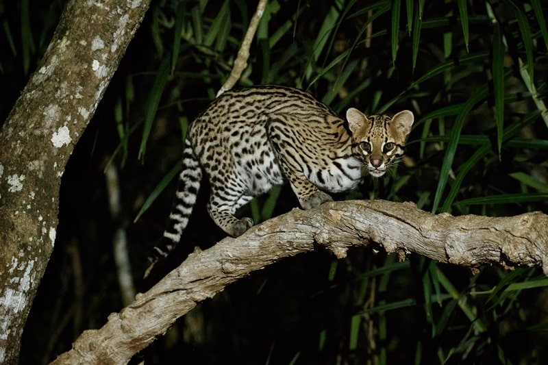 Documentales sobre animales