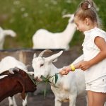 Las mejores granjas escuelas para aprender y divertirse en España