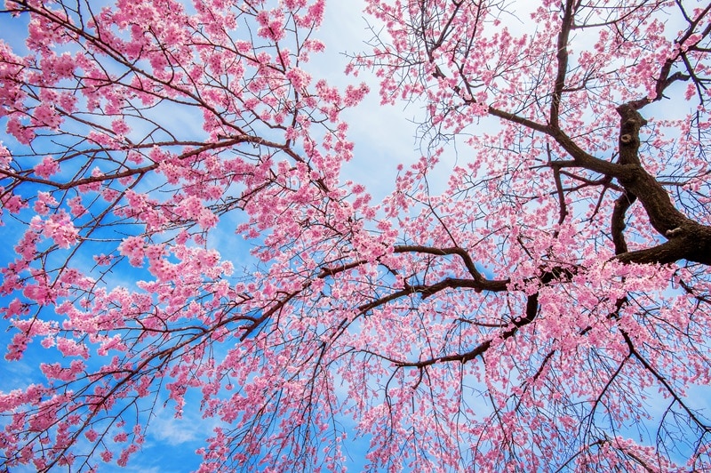 almendros y cerezos en flor 